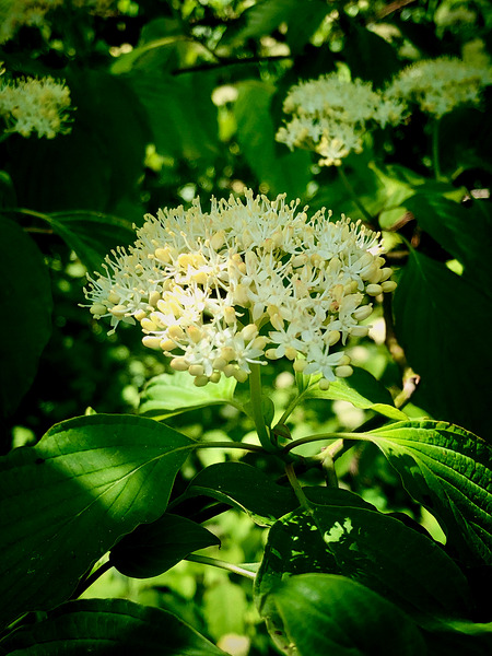 Photosyntesis by Creative Laroi