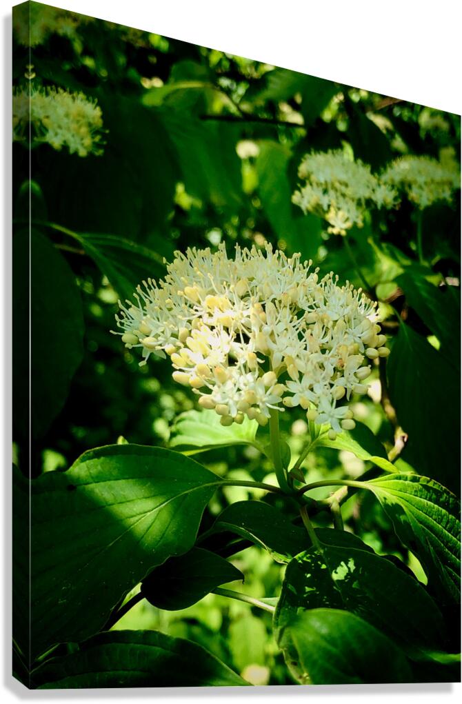 Photosyntesis Canvas Print