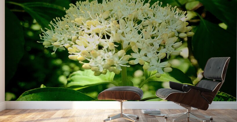 Photosyntesis Wall Murals