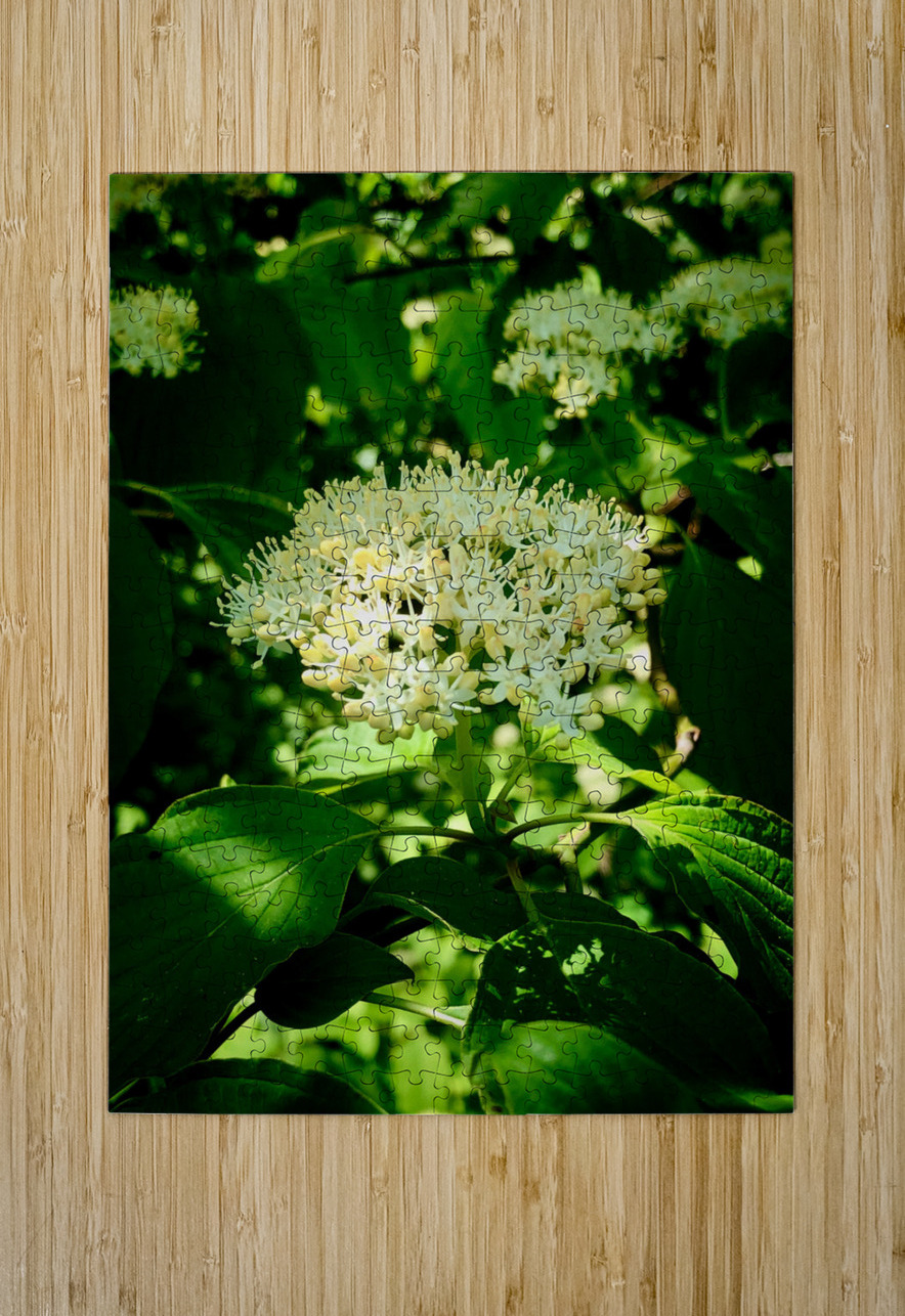 Photosyntesis Creative Laroi Puzzle printing