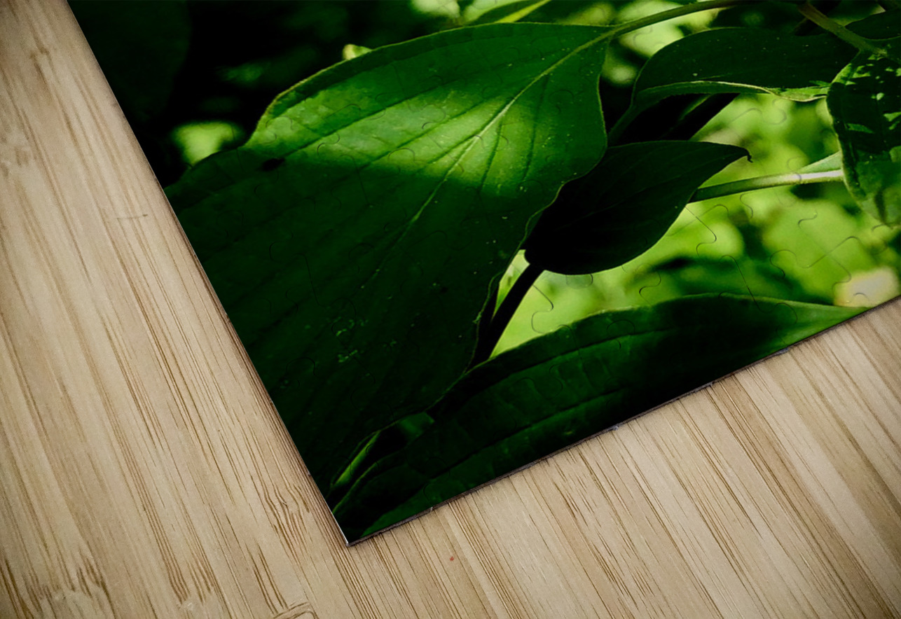 Photosyntesis Creative Laroi Puzzle